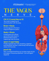 The Vagus Nerve.pdf